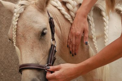 Pferdephysiotherapie, Pferdeosteopathie, ERM, Bowen, DryNeedling für Pferde.