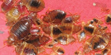 Avalanche Termite & Pest Control Katy TX Pest Control Experts