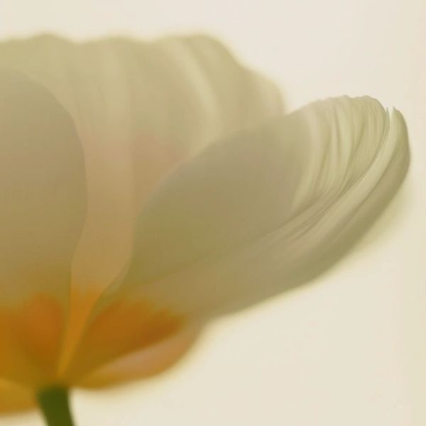 Close-up of a delicate, softly lit white flower petal.