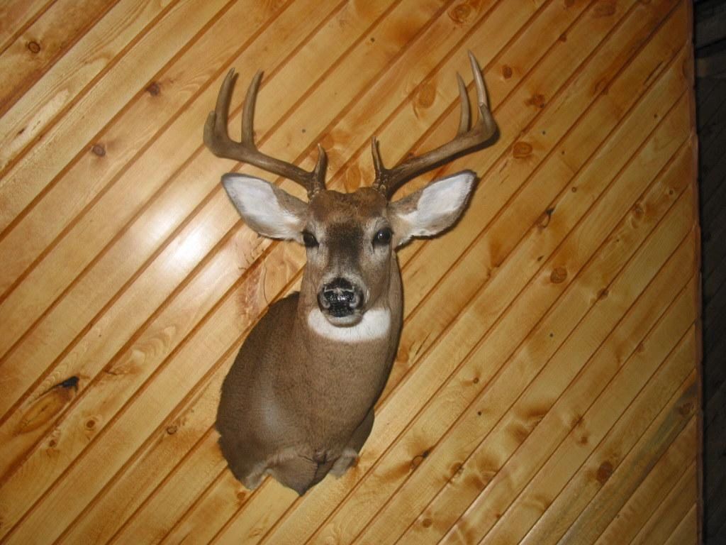 whitetail taxidermy revenue decoypro