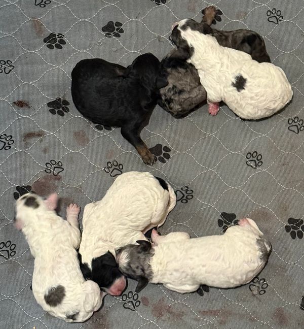 A litter of newborn puppies resting on a paw-printed blanket.
