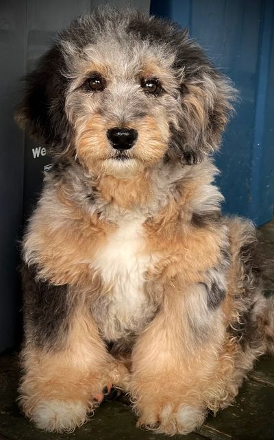 Bernedoodle Ontario 