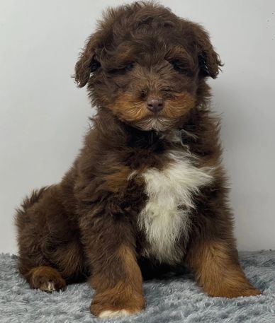 Fluffy brown and white puppy sitting on a gray rug.