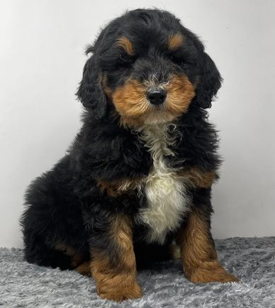 Fluffy black, brown, and white puppy sitting on a gray carpet.