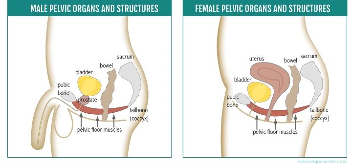 Indicators You May Need To See A Pelvic Health Physiotherapist