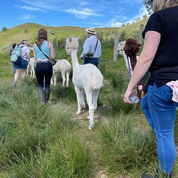Group walking alpacas