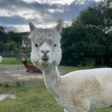 White alpaca
