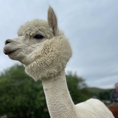 White Alpaca