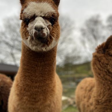 Fancy alpaca