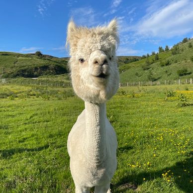 White Alpaca