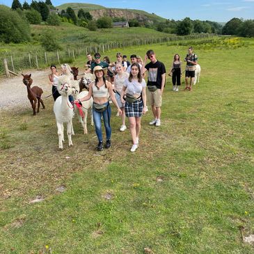 Hen Do Alpacas