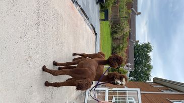 Care Home Visit with alpacas