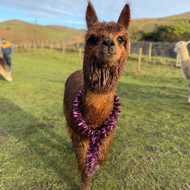 Alpaca tinsel