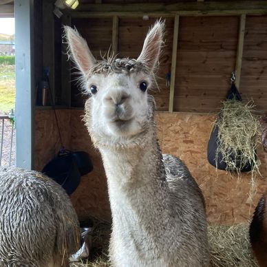 Wet alpaca