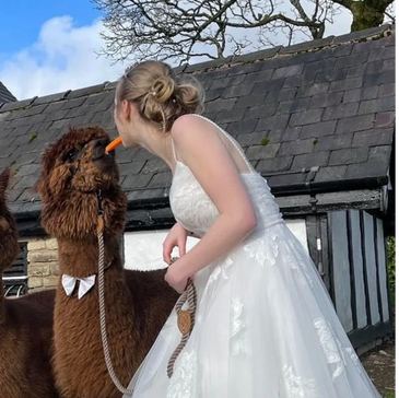 Alpacas at wedding