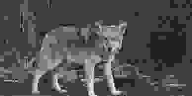 HB 1188, Pa legislature, PFSC, Pa. Federation Sportsmen Conservationists, 