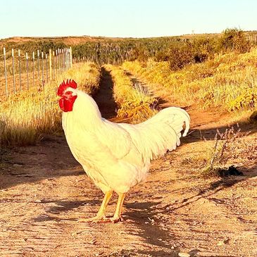 White rooster standing on a dirt path in a mountain landscape.