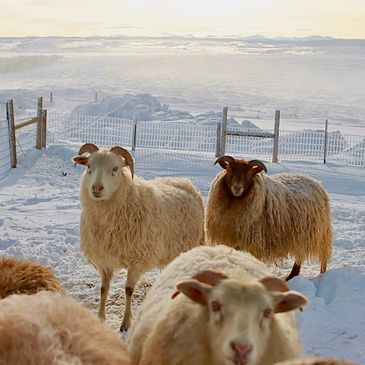 Sheep with thick wool stand in a snowy fenced area during winter.