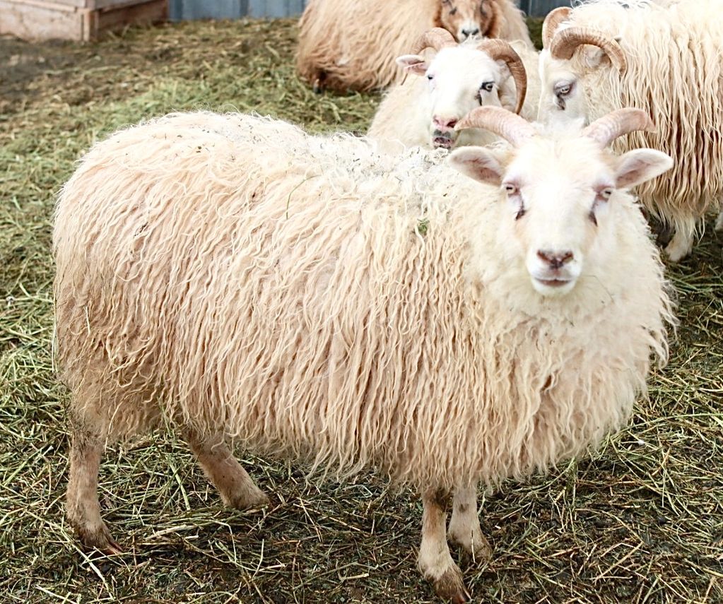 Welcome Home Farm: Shearing the Llamas, image size:1023x855