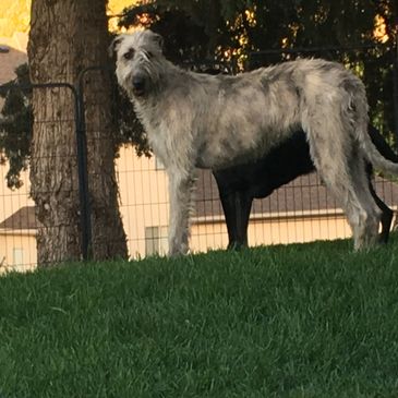 Irish Wolfhound stands looking at the camera on grass with trees behind. 