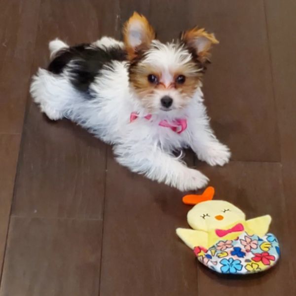 Puppy training Atlanta Georgia. Dog Smart Atlanta