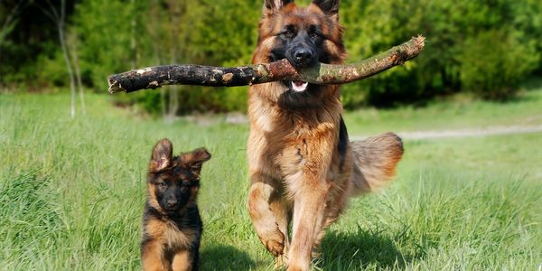 Puppy running with dog