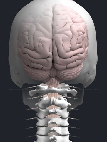 Rear view of brain and cervical spine anatomy with neural pathways.