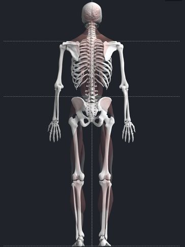 Digital illustration of a human skeleton from the back with faint muscle overlays.