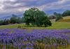 Spring  In The Sierra  Nevada