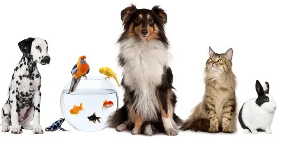 Pets Are Family, Not Property
