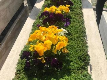 Standart Paket
7.500₺
Yıl
20 adet mevsimlik çiçek
Arapsaçı bitkisi
Böcek ilacı
Ot temizliği
Kimyasal