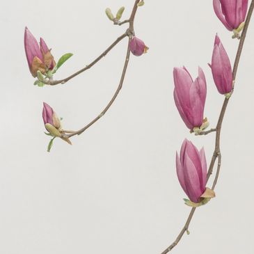 Photo Credits: Han Chenxu/Unsplash
https://unsplash.com/photos/tu_mv6p2p5U 