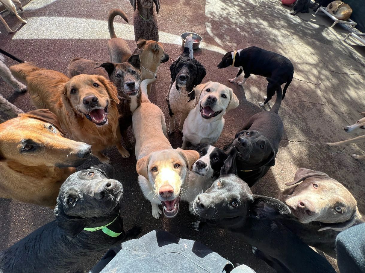 Boarding Phoenix Dogs 24/7