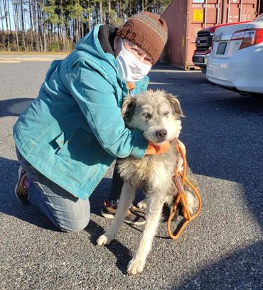 Rescue Schnauzers Virginia 