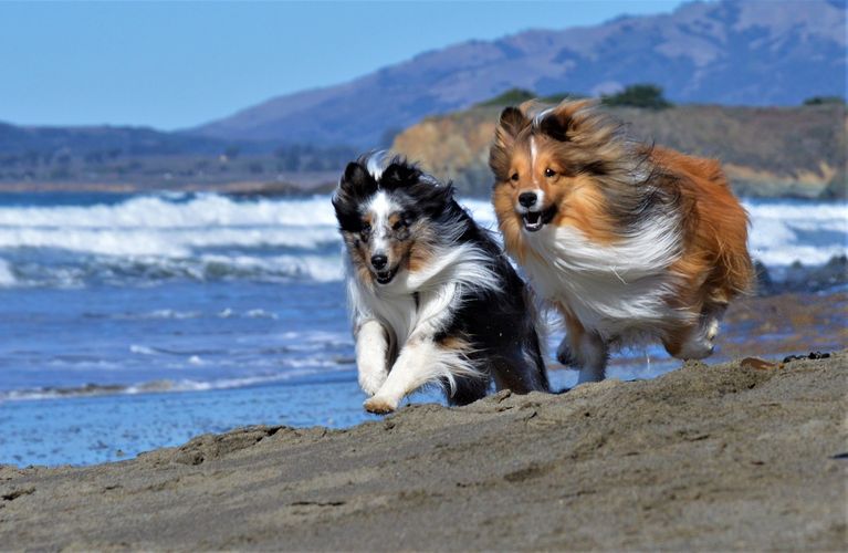 Great reviews Coastal Sheltie Rescue 