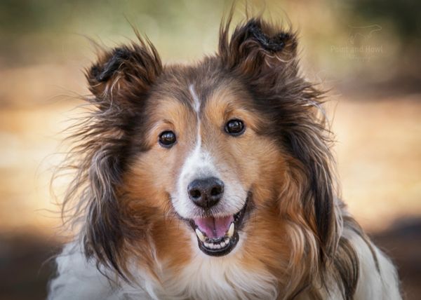 Sheltie collie rescue discount