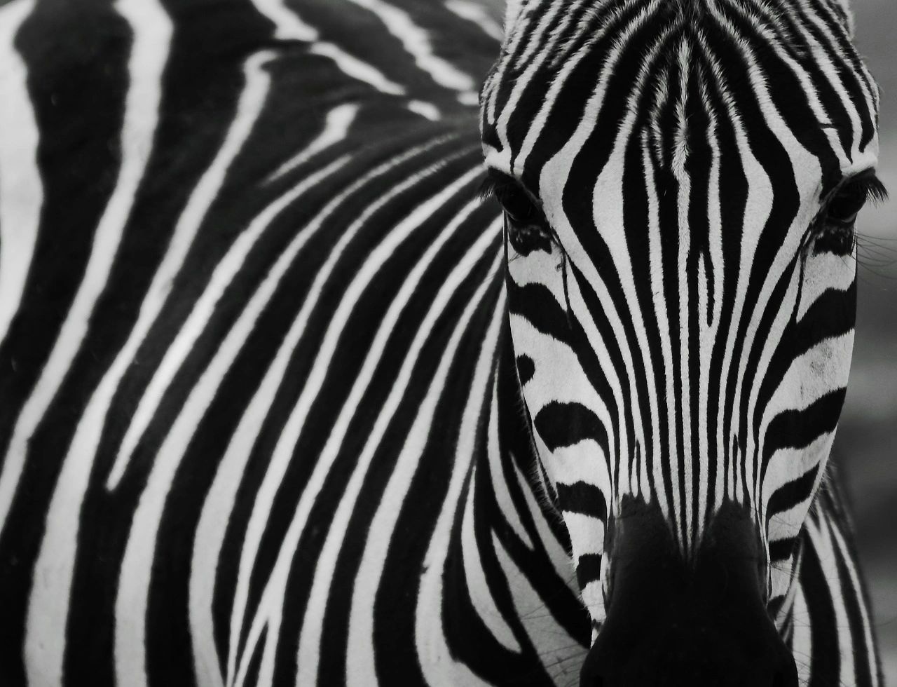 About Us | Chatty Zebra Curriculum