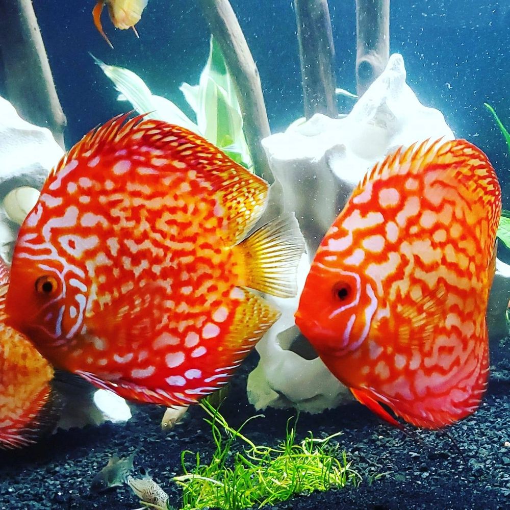 Discus and More available discusflogrown.com 
