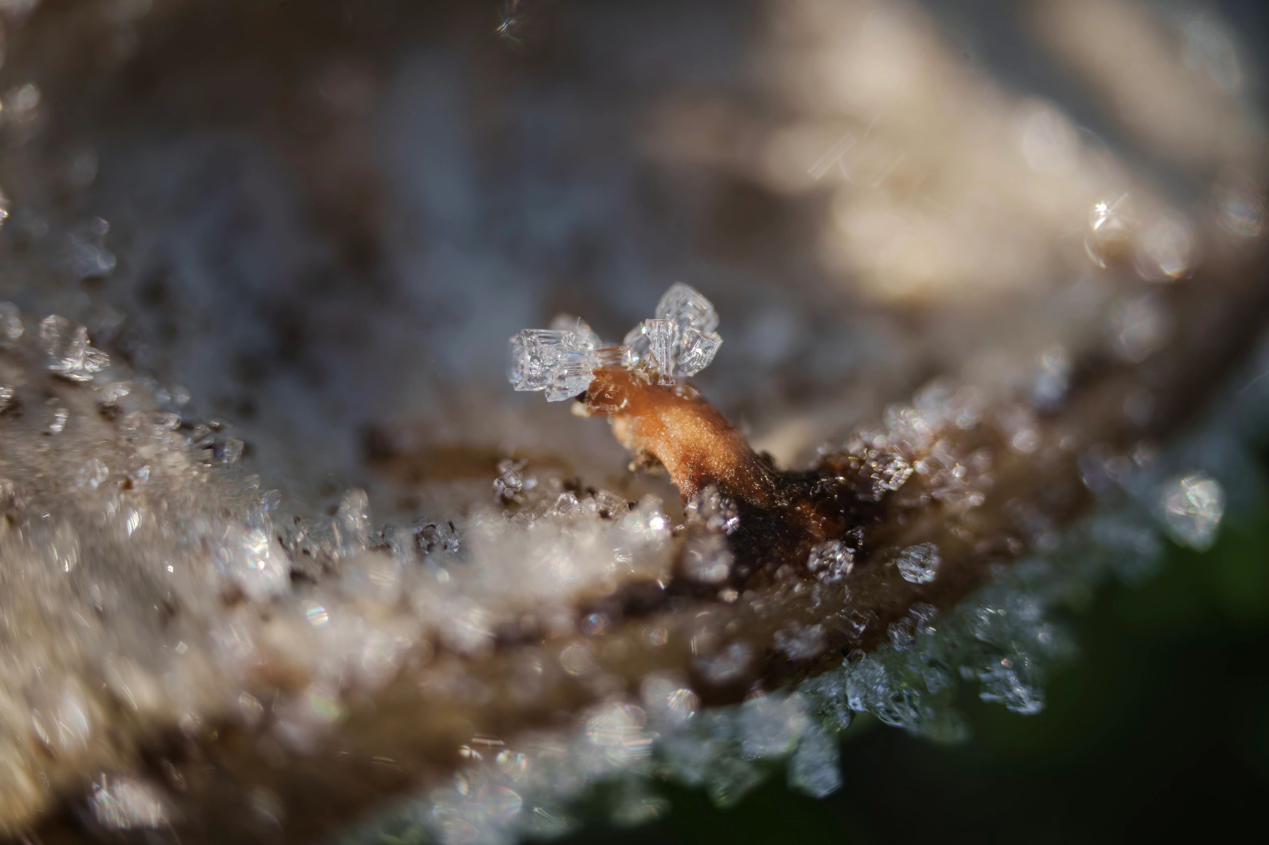 Macro shot of ice crystals on a small twig amidst blurred surroundings.