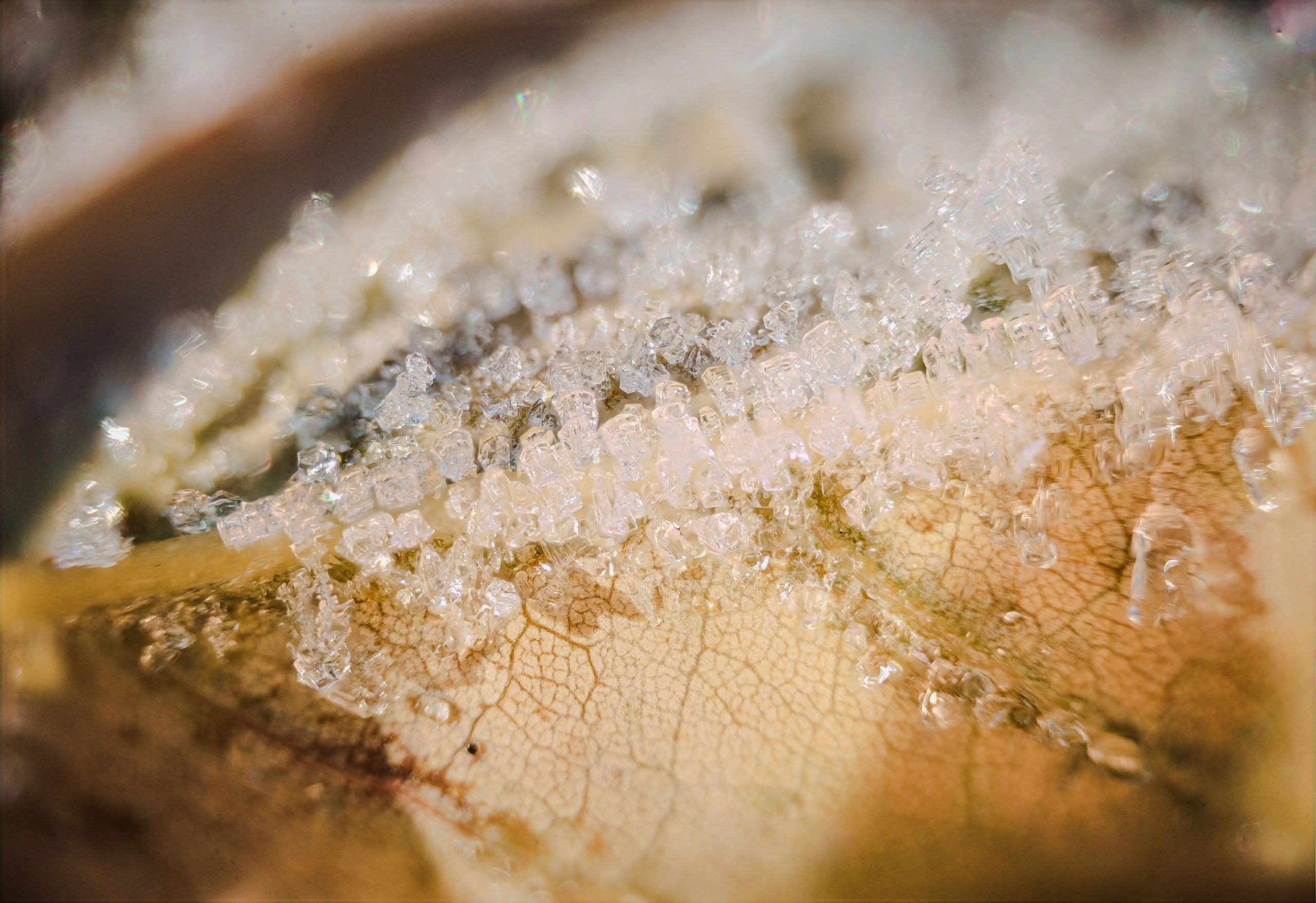 Close-up of ice crystals on a dried leaf surface.