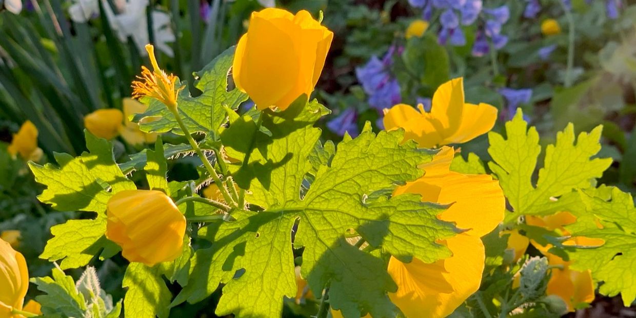 Poppies