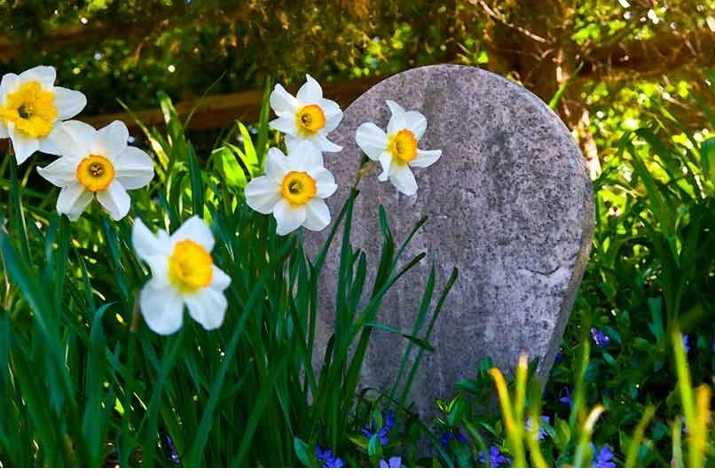 Daffodils and grave stone