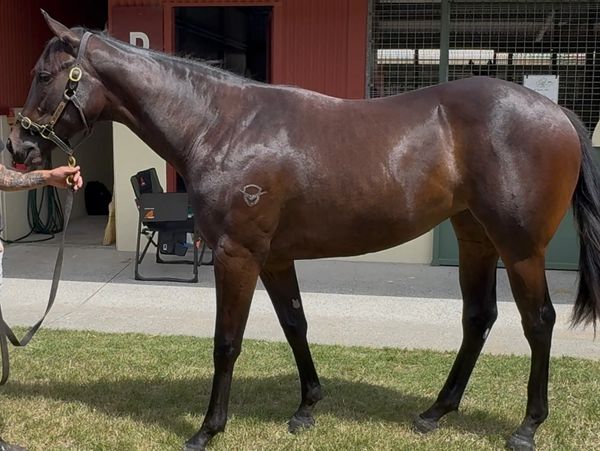 A dark brown horse standing on grass outside a stable.