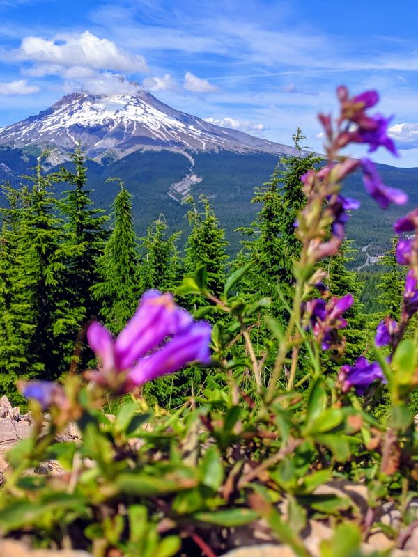 Mount Hood in the background on a sunny day, with purple flowers in the forefront of the frame