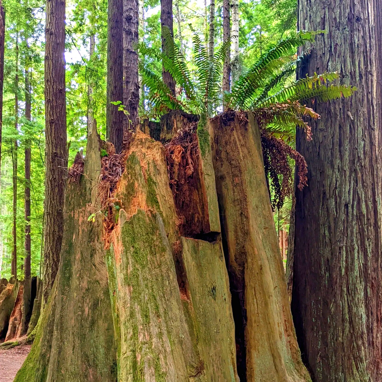 Fern growing out of deteriorating tree stump in a forest