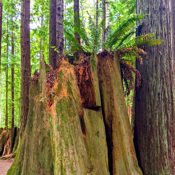 Fern growing out of deteriorating tree stump