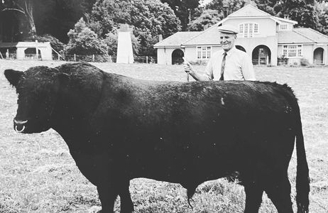 Ronald Law in with one of his prize bulls in front of the Law Family Farm homestead.