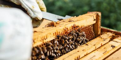 Spare a Fort for Bees, beekeeping experience at Fort Amherst