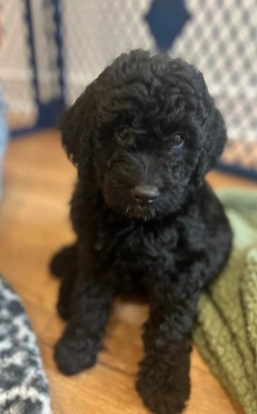 A cute black curly-haired puppy sitting indoors on a wooden floor.