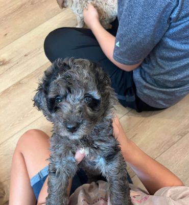 A curly-haired puppy being held by a child indoors.